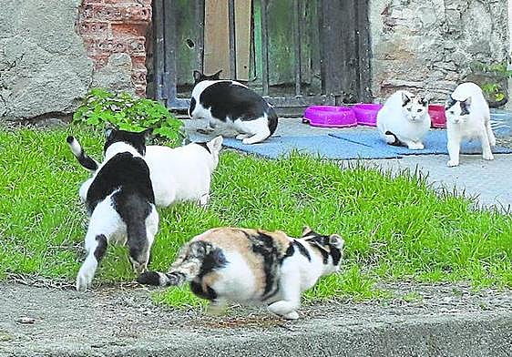 Colonia de gatos en un rincón de la capital segoviana.