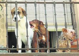 Tres perros en la ventana de una vivienda.