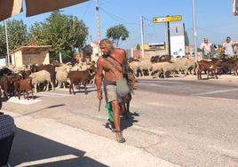 El rebaño a supaso por a su paso por Alcazarén.