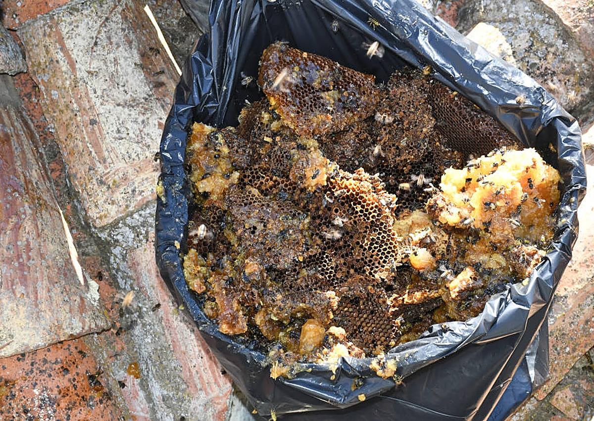 Imagen secundaria 1 - Bomberos al rescate de las abejas en Urueña