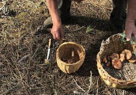 Cestas llenas de níscalos recogidos en un pinar segoviano.