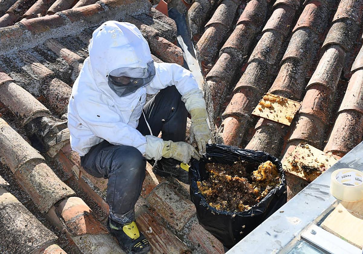 Bomberos al rescate de las abejas en Urueña