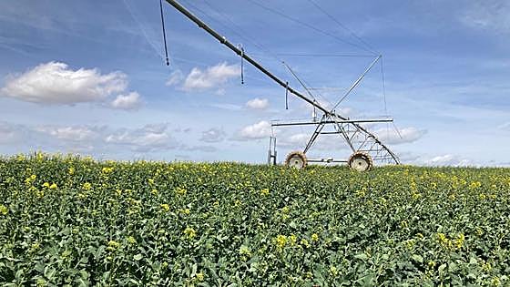 Las altas temperaturas amenazan colzas y agostan los pastos