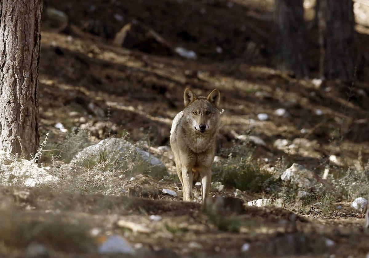Unanimidad para que la Junta realice un estudio de los ataques del lobo