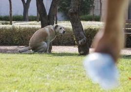 Un propietario se dispone a recoger los excrementos de su perro.