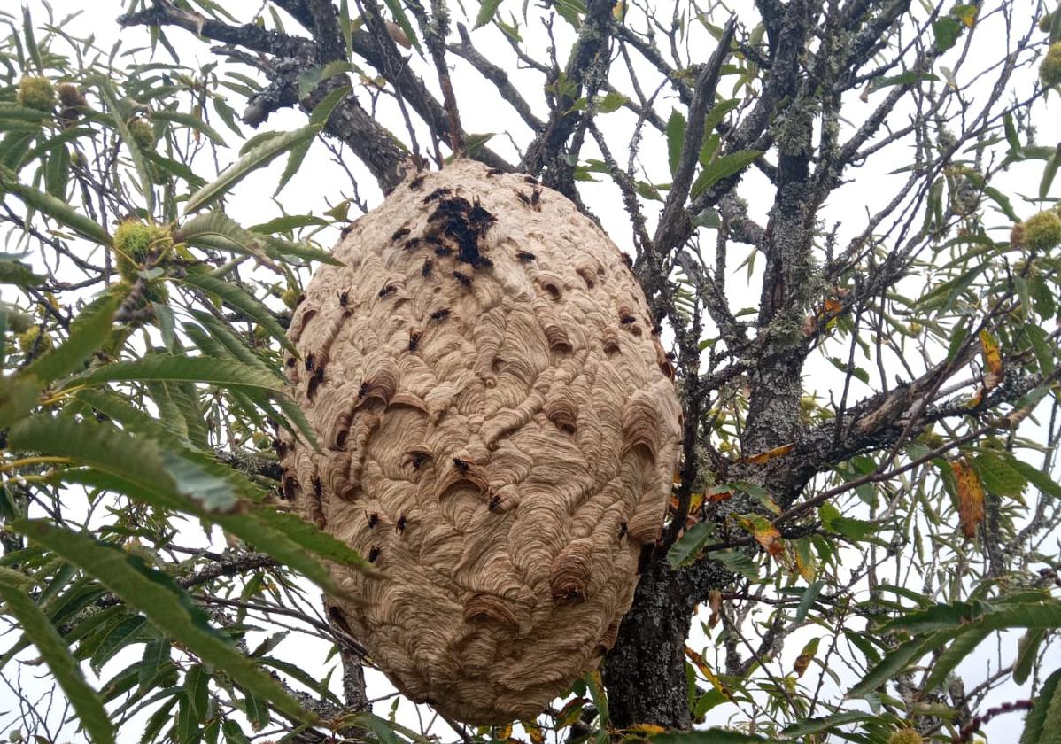 Retiran un nido de avispa asiática de siete kilos