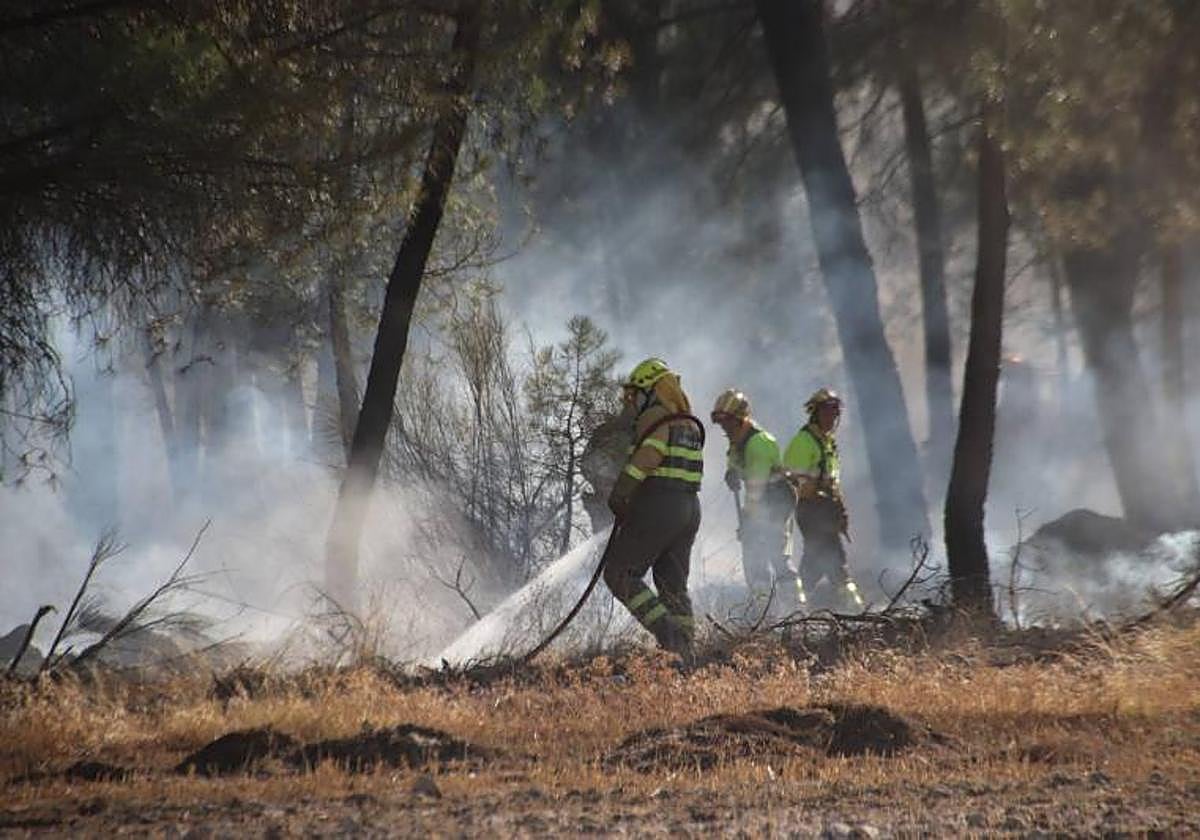 Bomberos forestales trabajan para sofocar un incendio en un pinar.