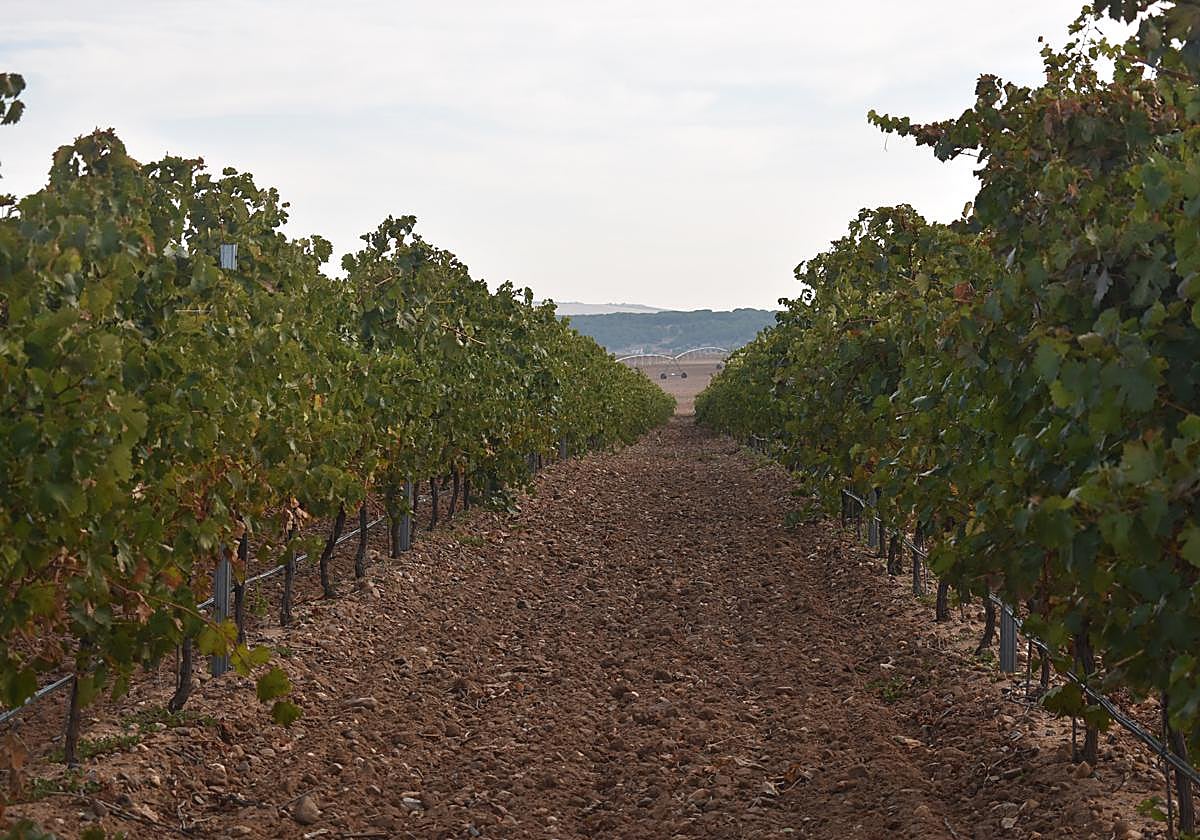 Asaja pide a Agricultura una 'mesa de crisis' para la DO Rueda