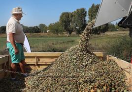 Cosecha de almendras en San Cebrián de Campos.