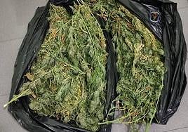 La marihuana que portaban los detenidos.