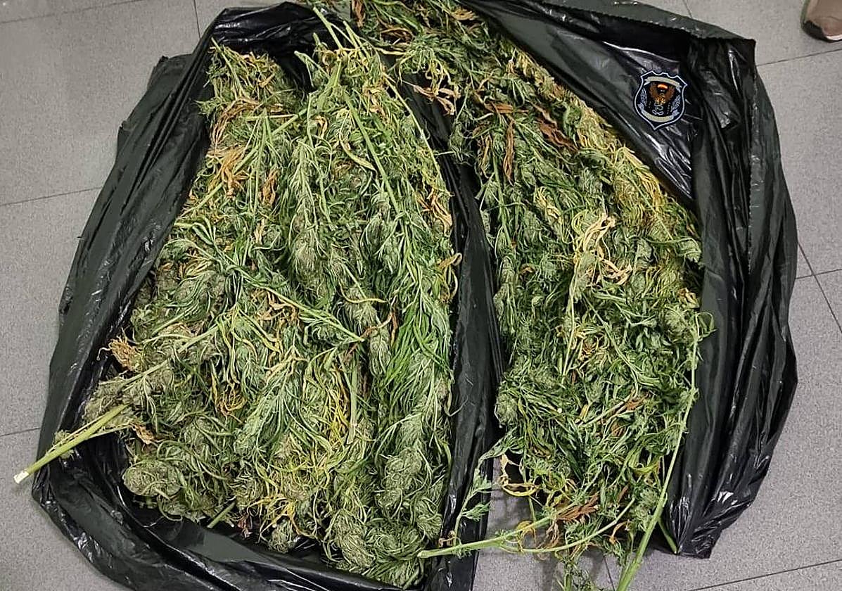 La marihuana que portaban los detenidos.