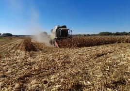 Zamora comienza a cotizar el maíz