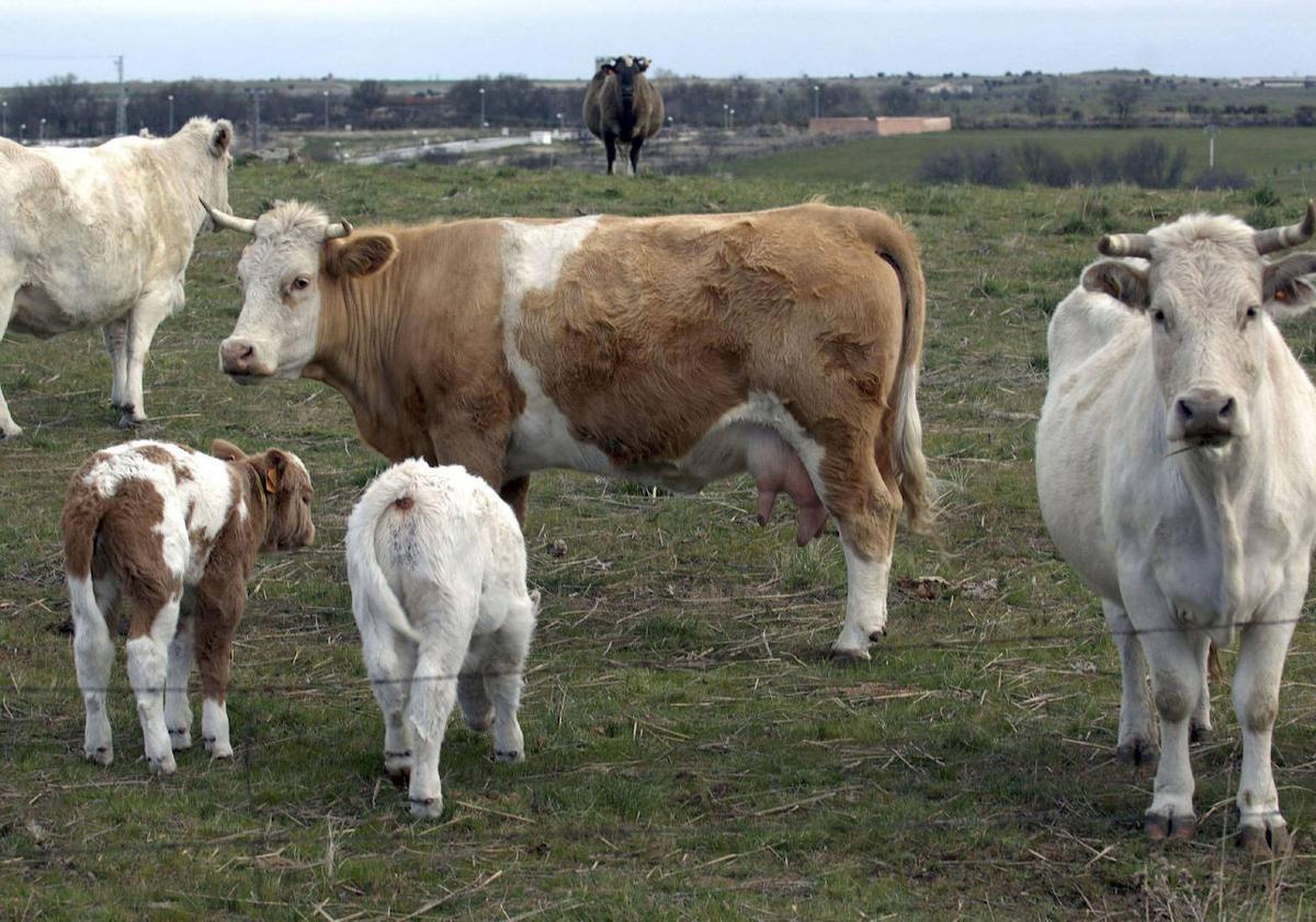 Un rebaño de vacas junto a sus terneros en la provincia de Segovia.