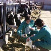 Los veterinarios, «desbordados» ante la explosión de casos de EHE