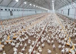 Europa planea una ley en bienestar que supone perder 22.000 pollos por granja