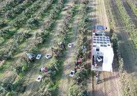 Un tractor carga las cajas de uva en un viñedo de la Denominación de Origen Ribera del Duero.