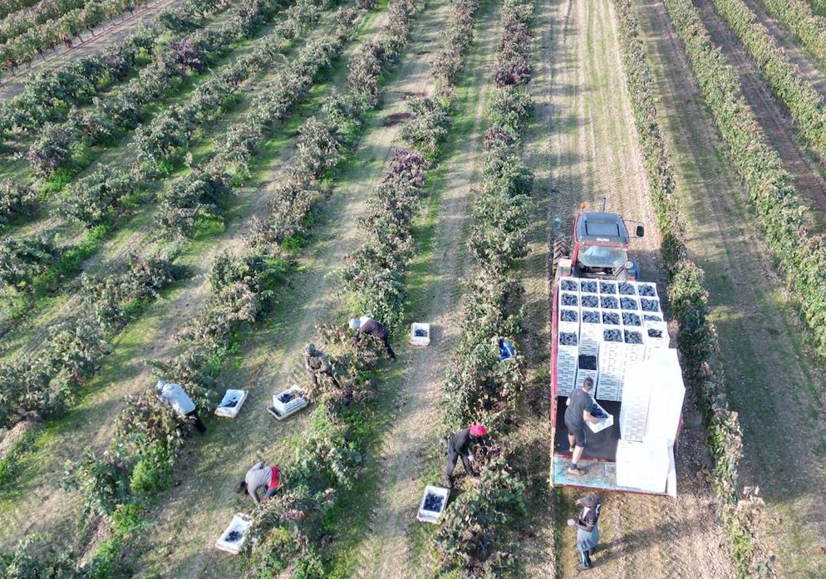 La vendimia deja una cosecha de «excelente» calidad y las últimas lluvias salvan la cantidad