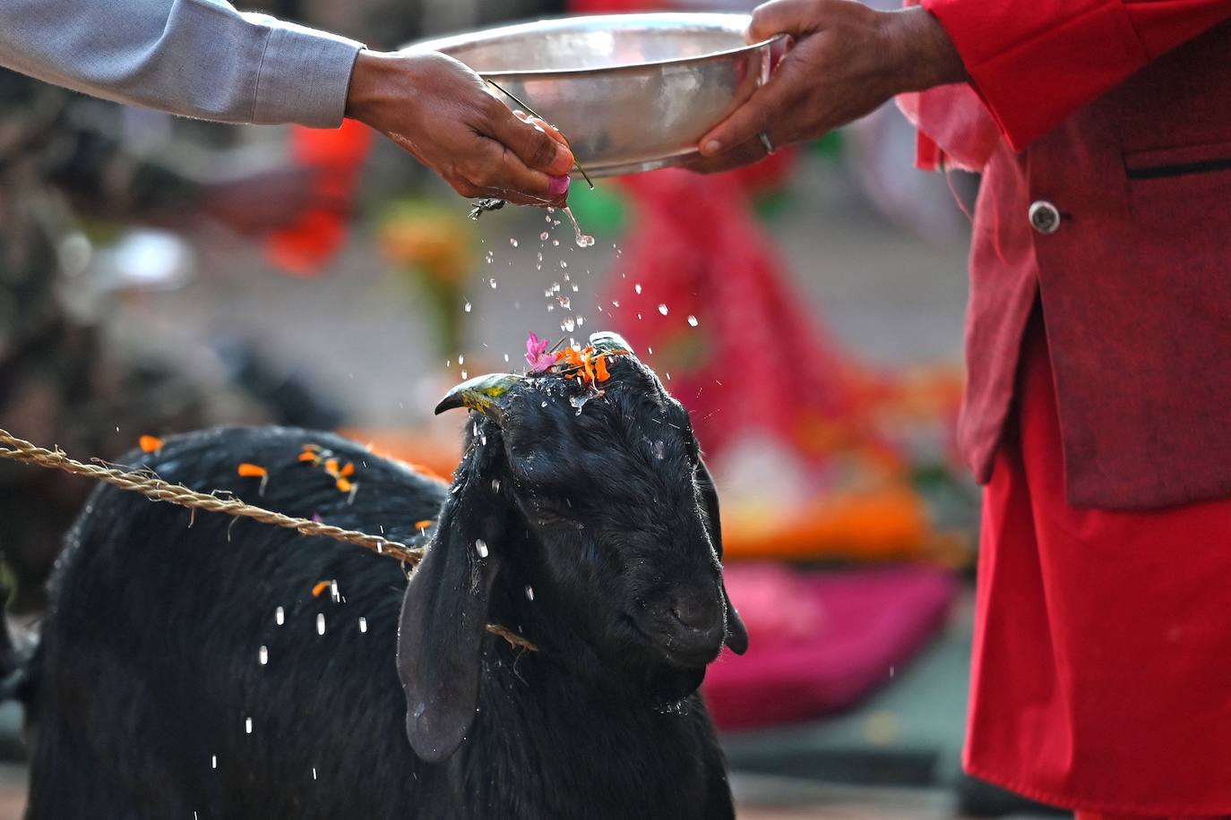 Nepal celebra el festival Dashain