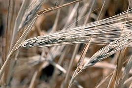 Avena, en una imagen de archivo