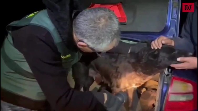 La Guardia Civil toma muestras de los perros que atacaron a la joven