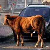 Cómo actuar si no podemos evitar atropellar a un animal