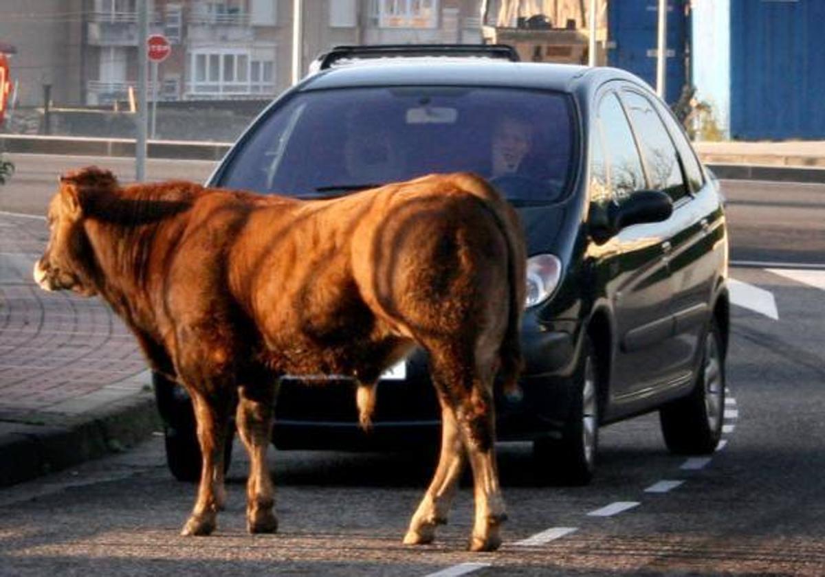 Un novillo en la carretera tras escapar de una escuadra en Peñacastillo (Santander).