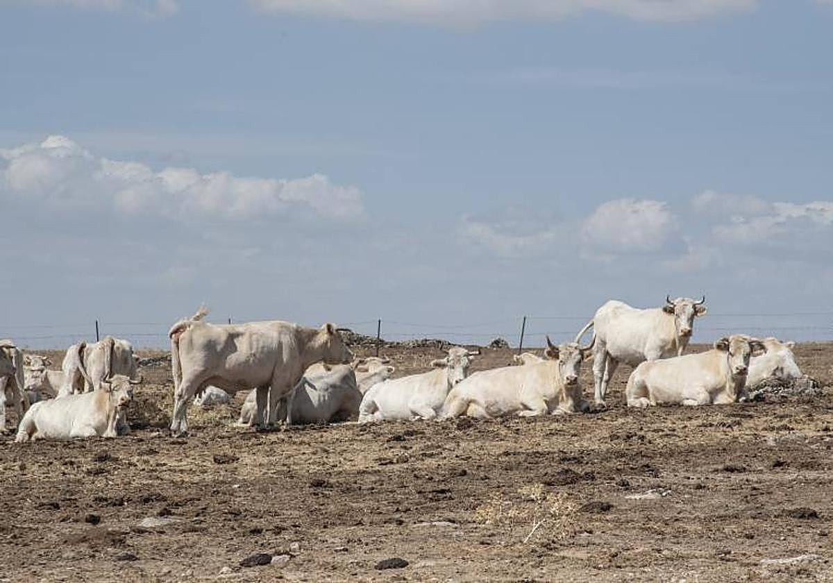 Un grupo de animales en una explotación de ganado bovino de la provincia de Segovia