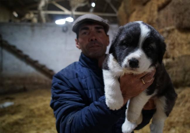 Fernando con 'Niebla', un cachorro de mastín que apunta maneras de buen perro pastor