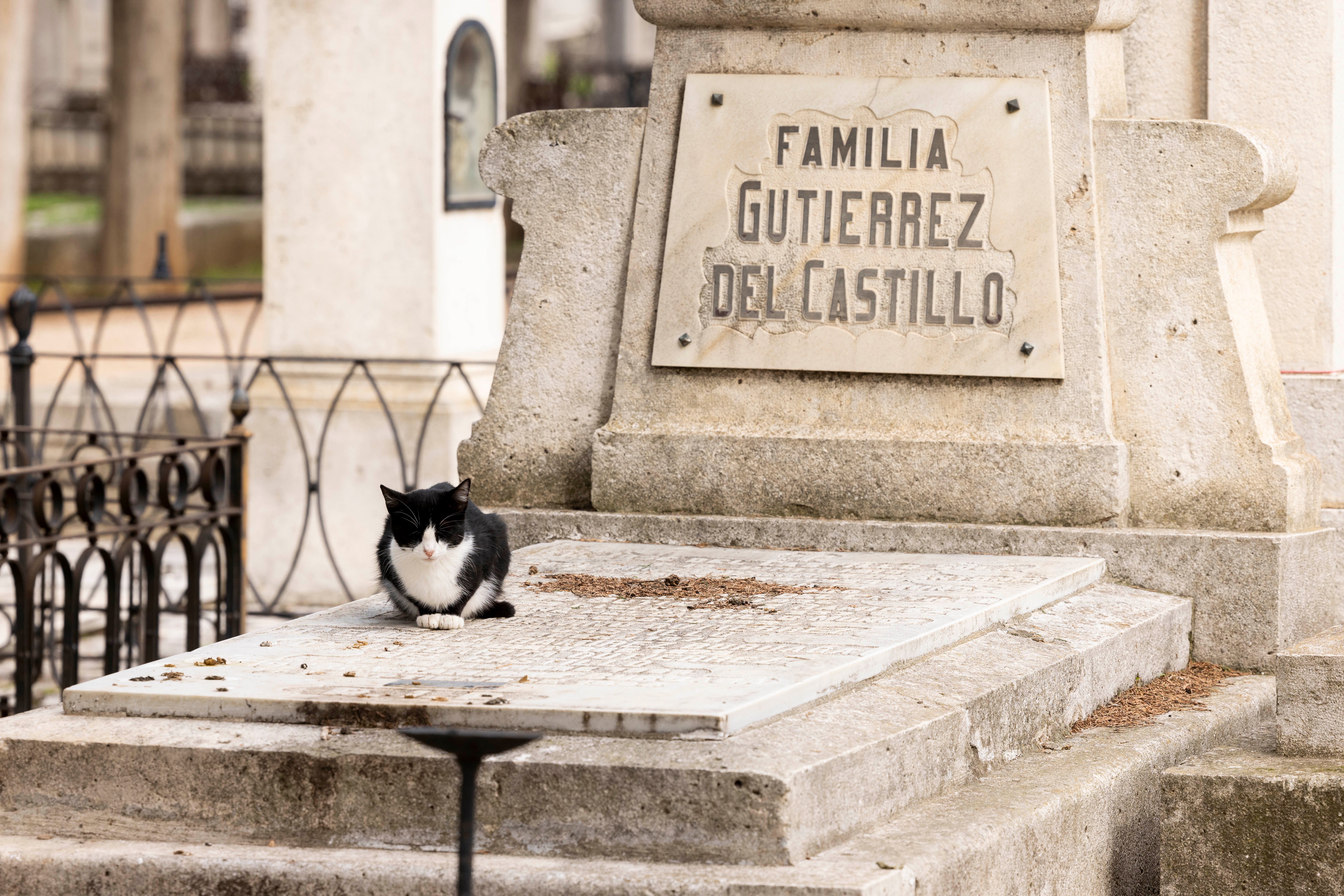 Es común encontrar ejemplares de gato, sobre todo en la zona histórica del cementerio.