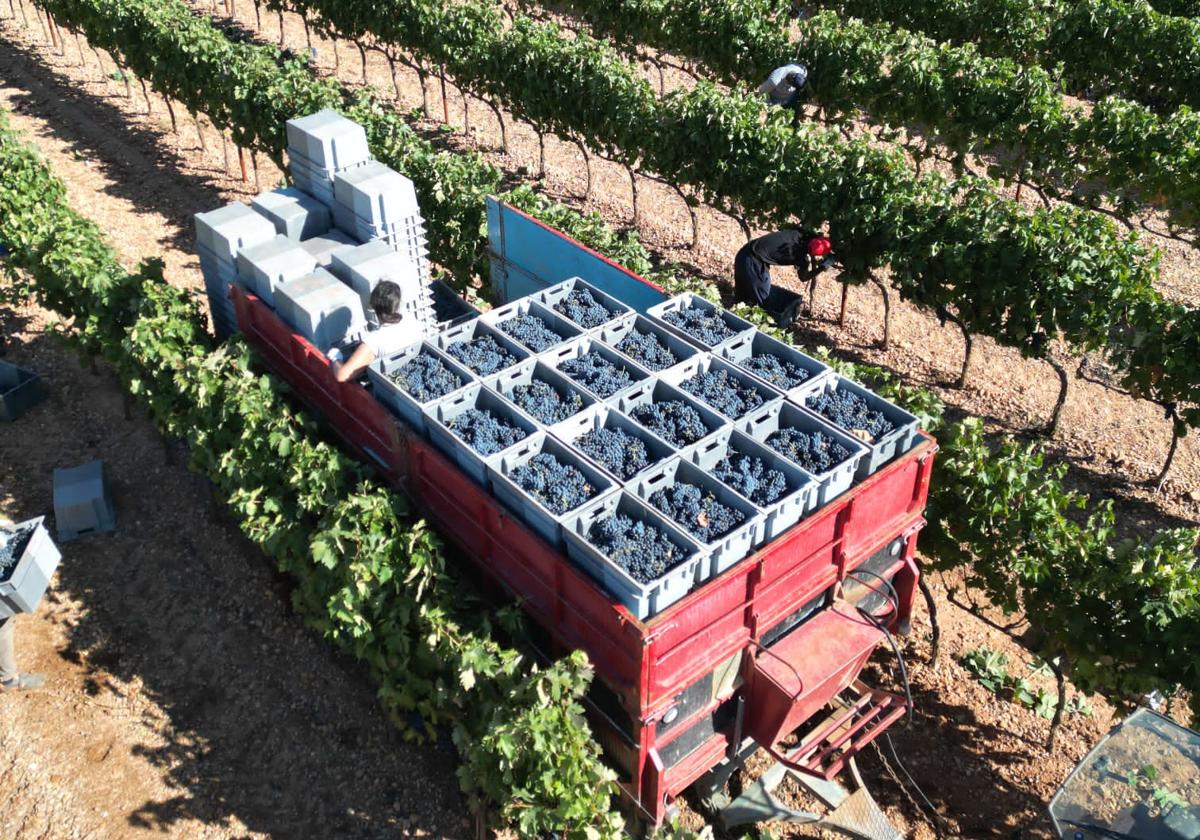 Vendimia en Ribera del Duero.