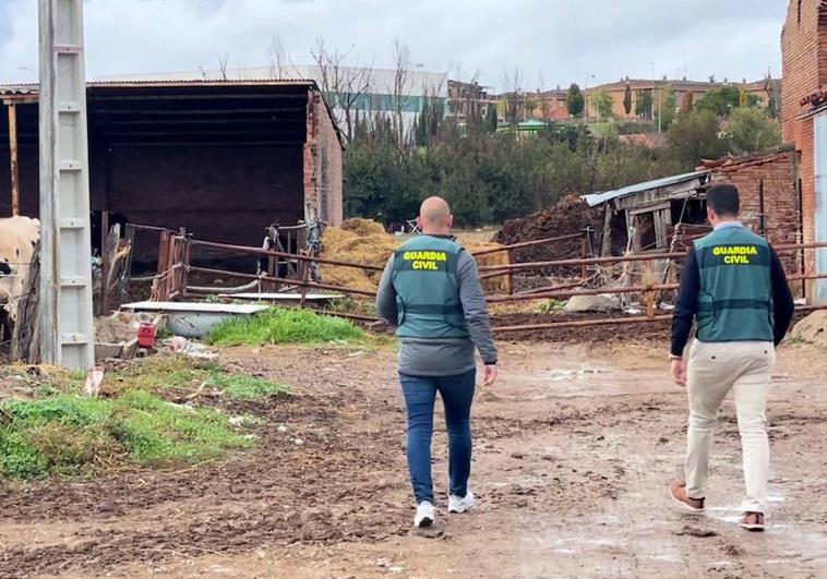 Dos agentes de la Guardia Civil investigan una de las explotaciones ganaderas.