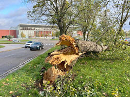 Árbol arrancado por el temporal frente al Auditorio Miguel Delibes