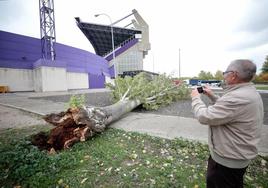Un hombre fotografía un árbol caído junto al estadio.