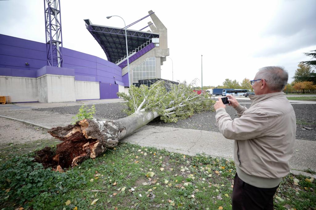 Un hombre fotografía un árbol caído junto al estadio.