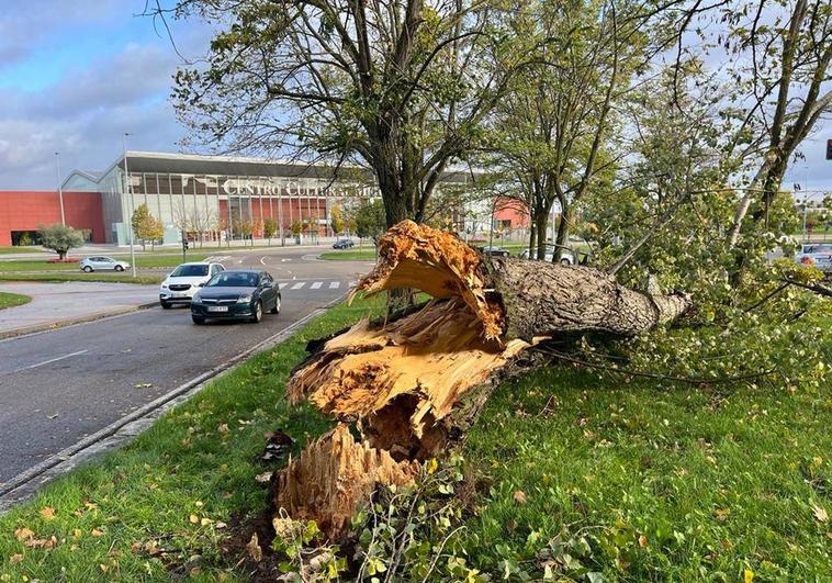 Un árbol arrancado por el vendaval en las proximidades del auditorio Miguel Delibes.