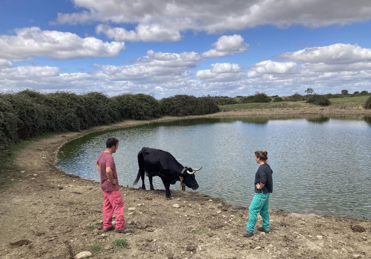 Un ganadero y una veterinaria observan una vaca afectada por la EHE en Martiago, Salamanca.