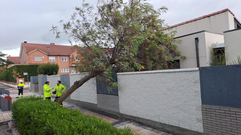 Un árbol cae en una casa de Arroyo de la Encomienda (La Vega).