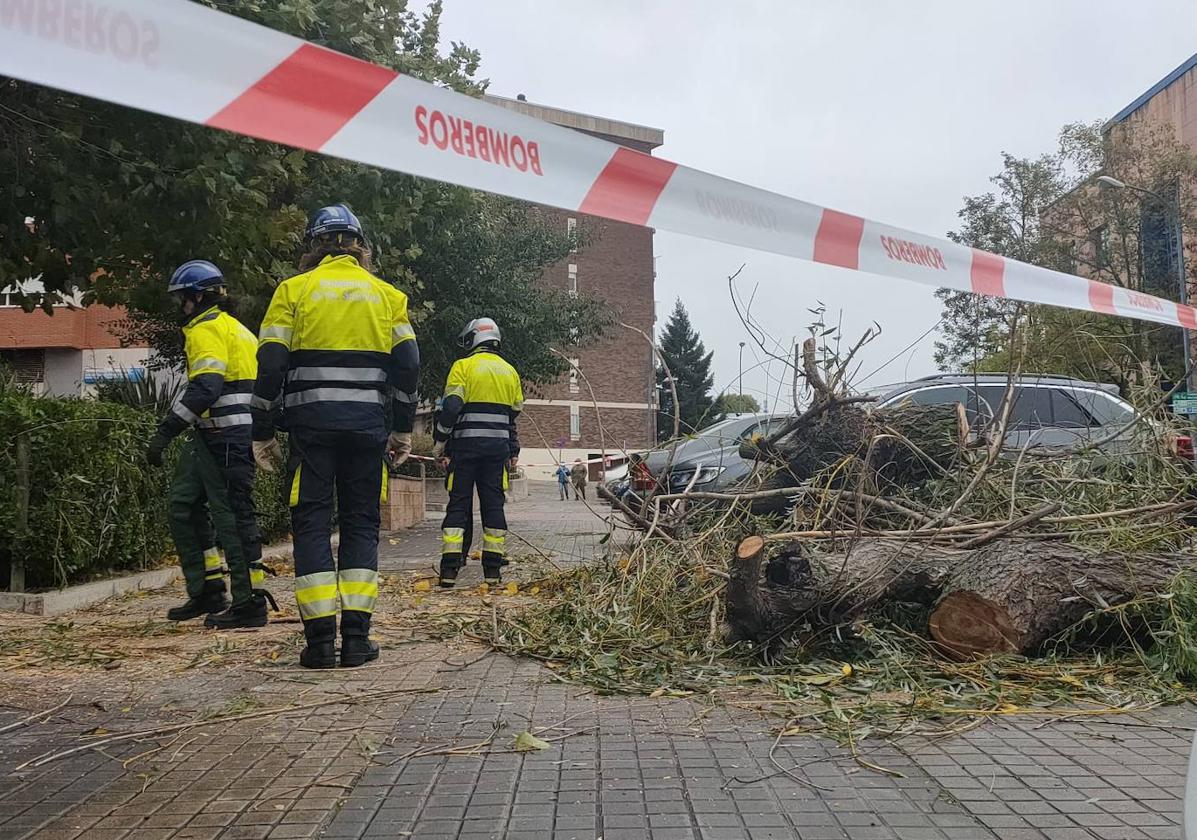 Los bomberos intervienen en La Albuera tras la caída de un árbol, este mediodía.