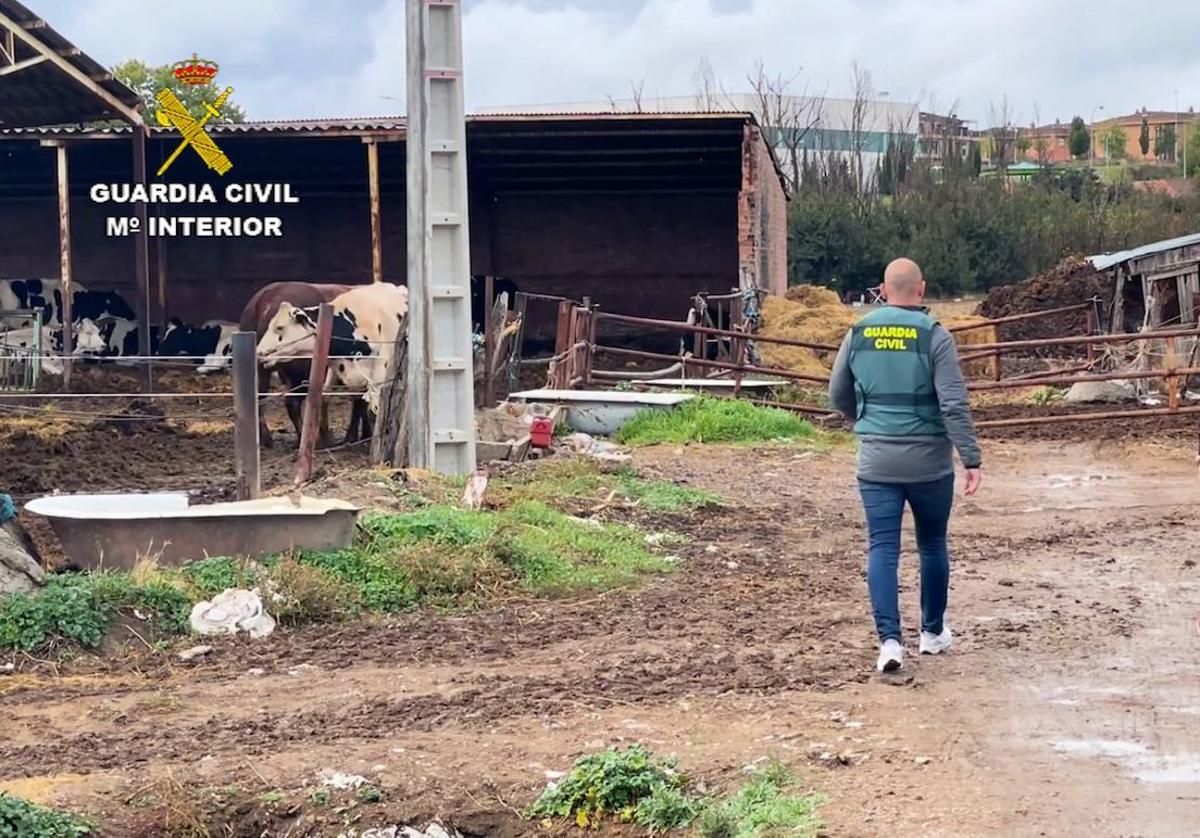 Dos agentes de la Guardia Civil investigan una de las explotaciones ganaderas.