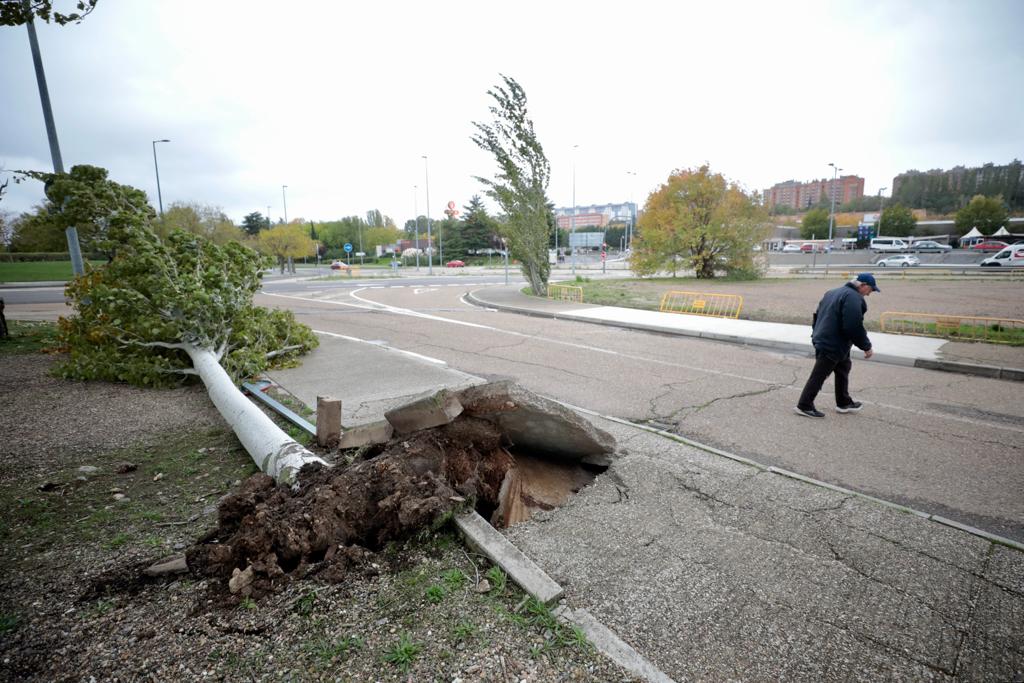 Un árbol destrozado esta mañana debido al fuerte viento frente al estadio José Zorrilla.