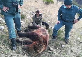 Osa muerta tras el disparo en la cacería en Ventanilla.