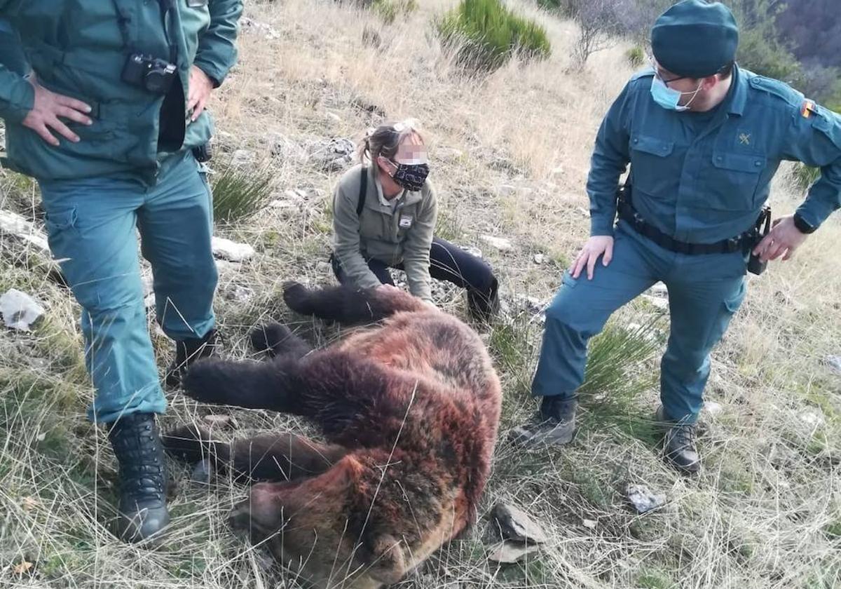 Osa muerta tras el disparo en la cacería en Ventanilla.