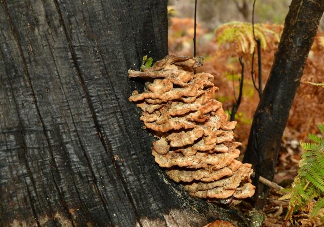 Hongo en árbol tratado.