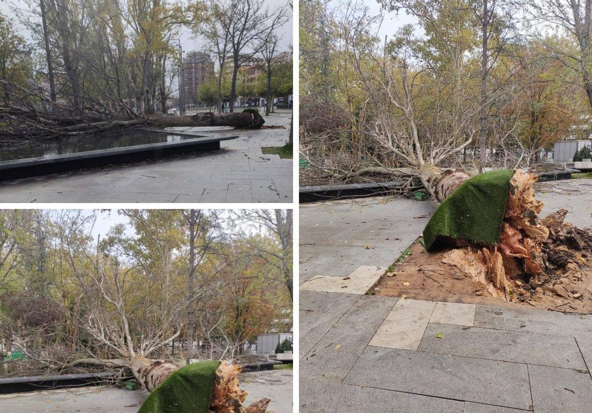 Árbol caído este sábado en el parque de los Jardinillos.