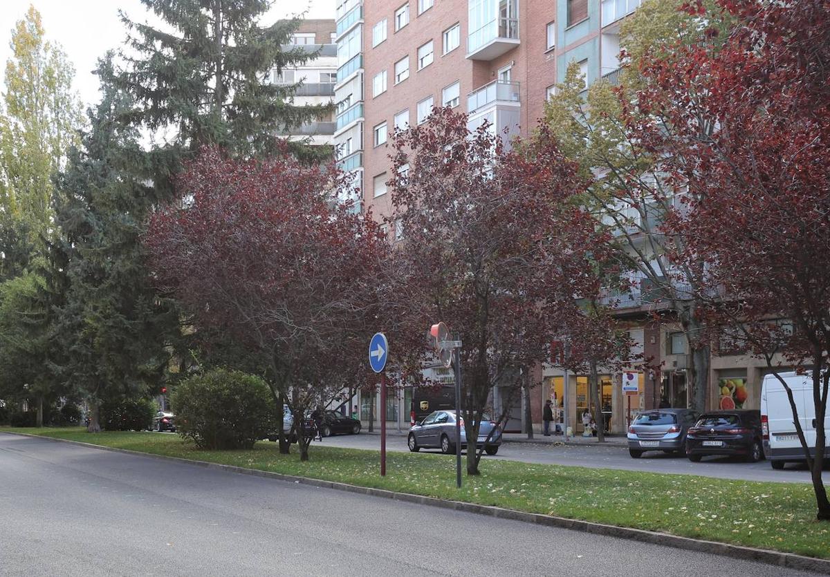 Árboles ornamentales de la avenida de Manuel Rivera.