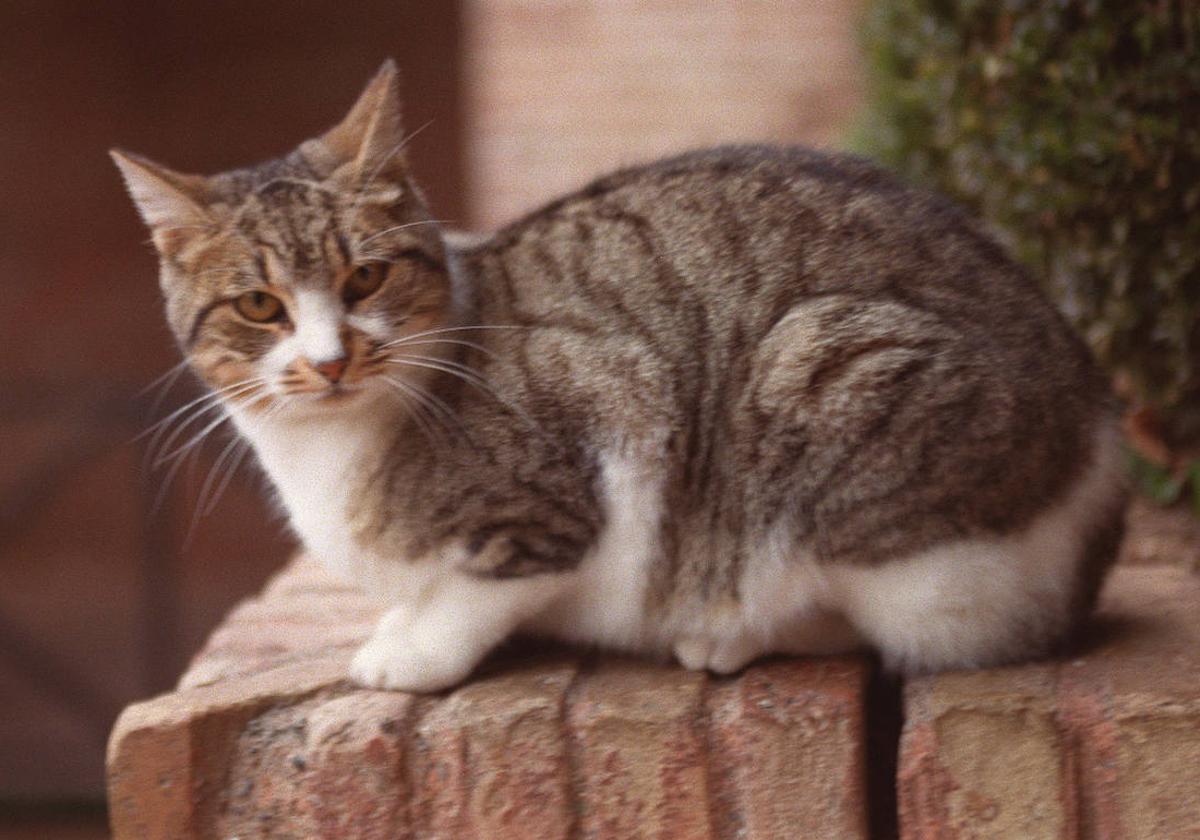 Le juzgan por tirar a un contenedor un gato de su propiedad herido