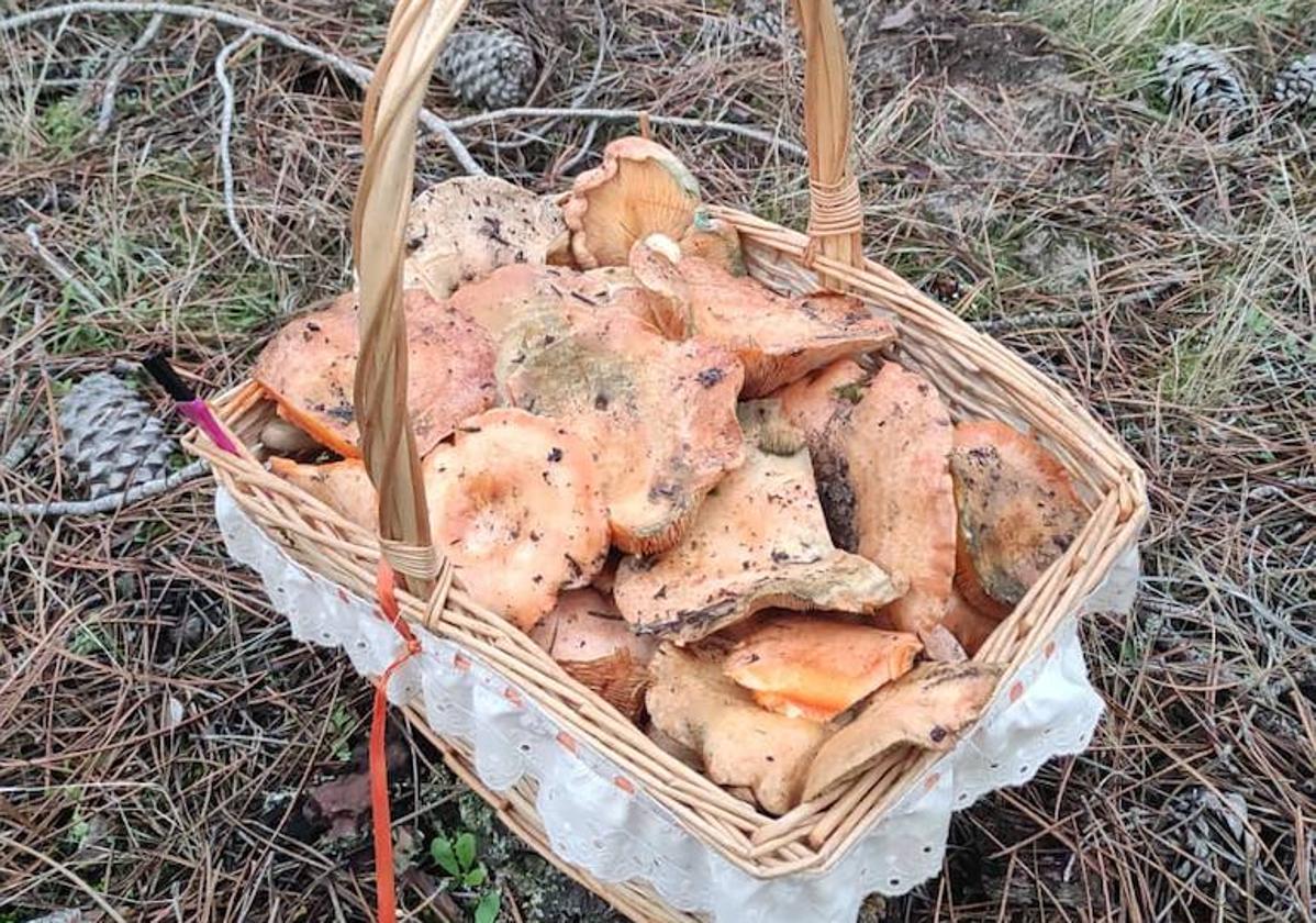 Cesta llena de níscalos recogidos en un monte de la provincia de Segovia.