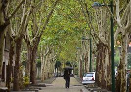 Tramo arbolado del paseo del Prado de la Magdalena.