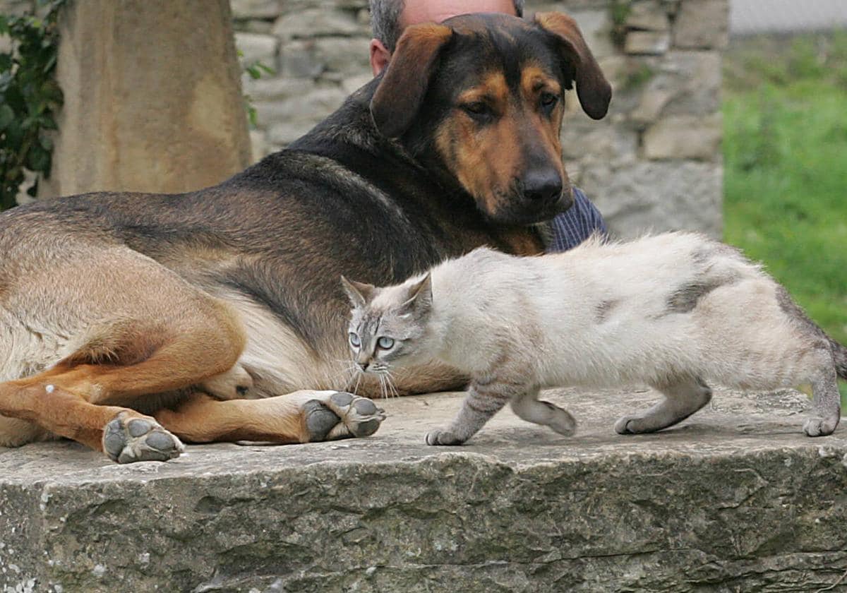 pueden los perros causar alergias a los humanos