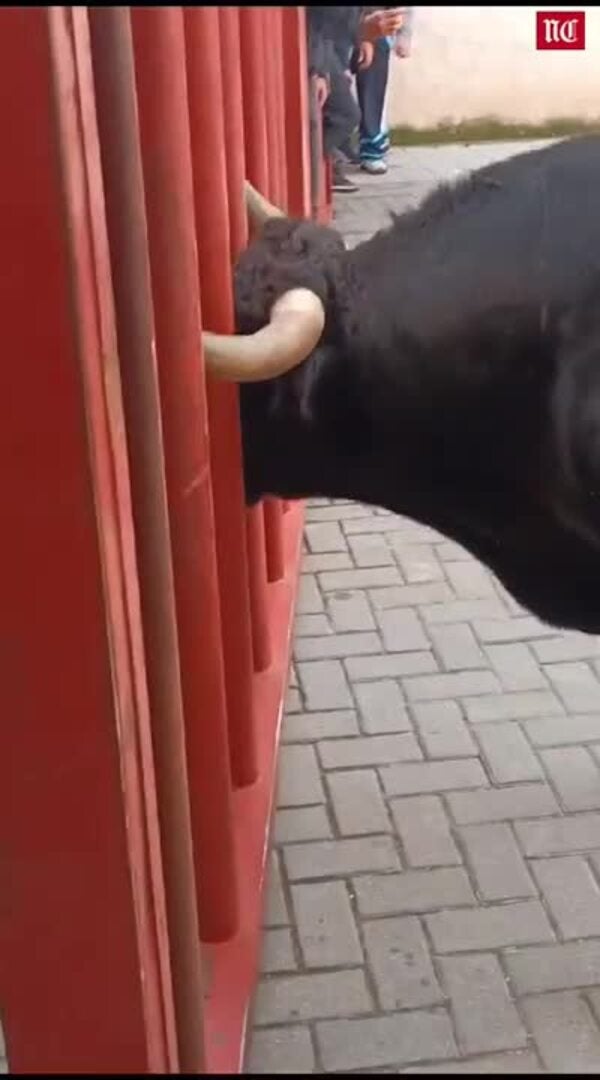 Susto con el toro durante el encierro de Traspinedo